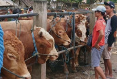 Waspadai Antraks pada Hewan Kurban, Kenali Tanda-Tandanya Sejak Dini