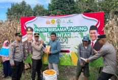 Dukung Ketahanan Pangan Lakukan Panen Jagung