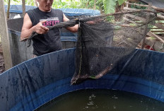 Sukses Panen Ikan Lele Program Dana Desa