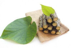 Brotowali, Herbal Pahit dengan Segudang Manfaat untuk Kesehatan