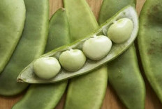 Kacang Koro, Solusi Alami untuk Diet, Pencernaan, dan Kulit Sehat