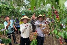 Pemkab Dorong Modernisasi Tanaman Kopi