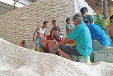 Stok Beras OKU Raya Aman hingga Akhir 2025