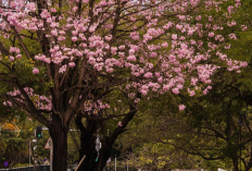 Rekomendasi Pohon yang Nggak Bikin Pondasi Retak, Cocok untuk Halaman Rumah Indonesia