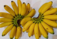 7 Alasan Mengapa Pisang Layak Menjadi Sarapan Pagi Anda