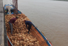 Harga Kelapa Melejit tembus Rp8 ribu Perbutir 