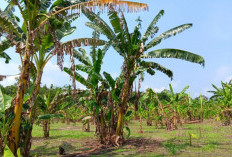 Sempat Beralih ke Jagung, Kini Konsisten Tanam Pisang