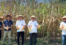 Panen Jagung, Dukung Ketahanan Pangan dan Bina Kemandirian WBP
