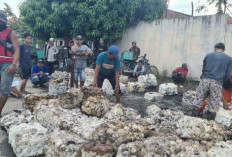 Pasca Lebaran Harga Karet di OKU Timur Anjlok