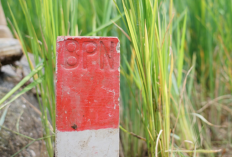 Cara Pasang Patok Permanen Tanah Berdasarkan Prosedur BPN dan siapa yang pasang? 