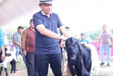 Tingkatkan Kualitas Ternak, Gelar Kontes Kambing dan Domba