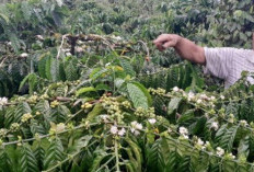 Pasca Lebaran, Harga Kopi Turun