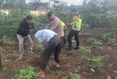 Lakukan Pantauan dan Bersih-Bersih Kebun