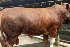 Sapi Kurban Presiden Prabowo Tiba di OKU, Bobot 1 Ton Siap Dibagikan untuk Tujuh Desa