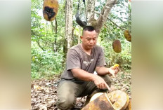 Pohon Nangka Bangkok Budidaya Melimpah