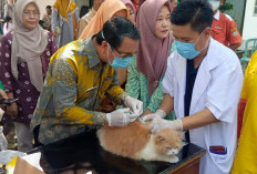 Ratusan Kucing Divaksin Rabies