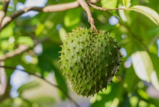 Rahasia Herbal untuk Redakan Nyeri Pinggang dengan Aman