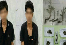 Polisi Gerebek Ladang Ganja di OKU Selatan, Temukan Pohon dan Paket Siap Edar