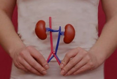 Waspadai TBC Ginjal: Infeksi Senyap yang Bisa Merusak Organ Vital