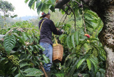Kopi Robusta jadi yang Terbaik 