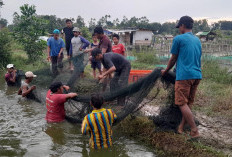 Produksi Ikan Capai 56.078,827 Ton 