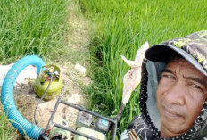 Kemarau Ancam Ratusan Hektare Sawah, Petani Andalkan Gas Melon