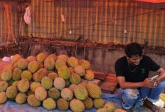 Durian OKU Gugur Sebelum Berkembang, Membuat Petani Gagal Panen 