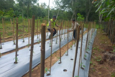 Bhabinkamtibmas Aktif Lakukan Pendampingan ke Petani