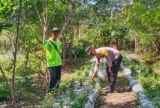 Dukung Ketahanan Pangan Nasional, Lakukan Monitoring ke Perkebunan Warga