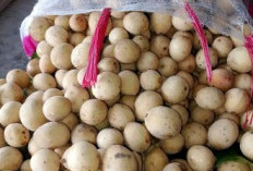 Petani Duku Bersyukur Harga Duku Capai Rp15 Ribu Perkilogram