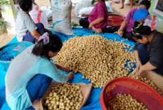 Harga Anjlok, Petani Mengeluh