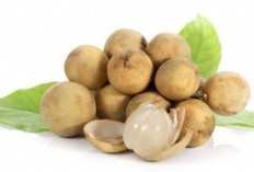 Manfaat Buah Duku bagi Kesehatan dan Kandungan Nutrisinya  