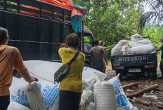 Harga Jagung di OKU Selatan Naik, Petani Sumringah!