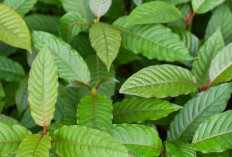 Fakta Menarik Daun Kratom, Manfaat, Risiko, dan Kontroversinya