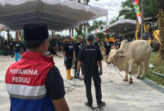 PEP Zona 4 Salurkan 112 Sapi dan 74 Kambing Kurban 