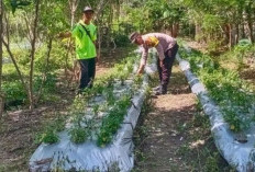 Dorong Warga Tanam Cabai di Pekarangan untuk Ketahanan Pangan