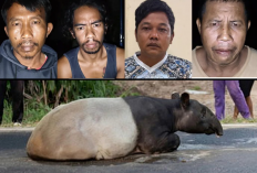Tapir Dilindungi Disembelih, Empat Warga Mesuji Ditangkap Polisi