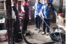 Warga Geger, Ular Piton Masuk Rumah Berhasil Diamankan Damkar