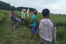 Sawah Diserang Burung, Petani Siaga