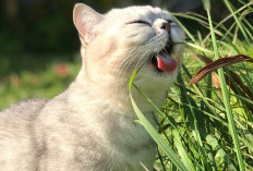 Tips Mengatasi Kebiasaan Kucing Makan Rumput