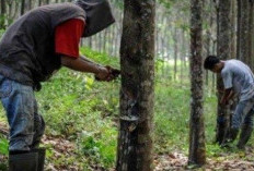 Harga Karet di OKU Selatan Naik 