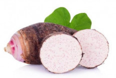 Talas, Sumber Nutrisi dengan Segudang Manfaat untuk Kesehatan