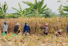 Petani OKU Selatan Keluhkan Harga Jagung Kering Rp5.400 per Kg