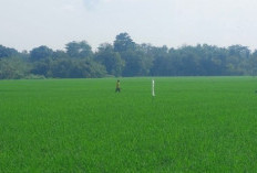 Tak Lagi Kelangkaan,Petani OKU Timur Semringah Sambut Musim Tanam 2025