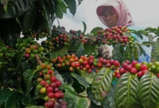 Benalu Kopi: Parasit Tanaman dengan Segudang Manfaat Kesehatan