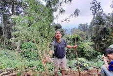 BNN Temukan Ladang Ganja Seluas 1 Hektar