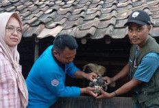 Intensif Lakukan Pemeriksaan Kesehatan Hewan Kurban