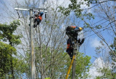 Tingkatkan Kualitas Tegangan, PLN ULP Lembayung Lakukan Peremajaan Konstruksi Jaringan di Pulau Pinang Lahat