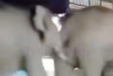 Gajah Liar Masuk Lorong Pasar Jukung