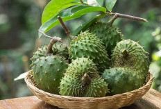 5 Manfaat Kesehatan dari Buah Sirsak yang Perlu Anda Ketahui